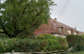 Élagage d'un noyer 