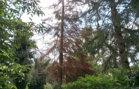Abbatage Sapin 
