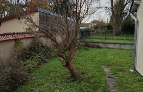 Abattage d'un lilas