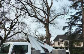 Abattage avec nacelle d'un chêne