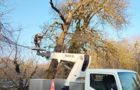 Abattage avec nacelle d'un arbre dangereux à lazenay