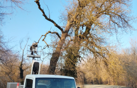 Abattage avec nacelle d'un arbre dangereux à lazenay