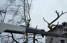 Élagage d'arbres
