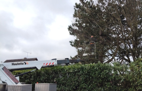 Abattage de sapin