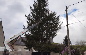 Taille en étages d’un sapin à Couy