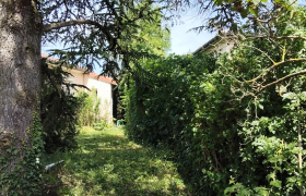 Taillage d'une haie