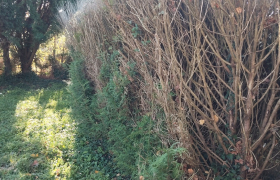 Elagueur Chaumoux-Marcilly