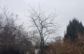 Elagueur Chaumoux-Marcilly