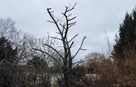 Elagueur Chaumoux-Marcilly