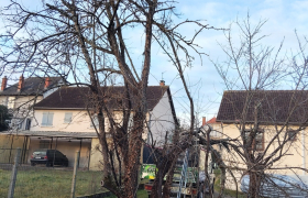 Élagage d'arbre à Bourges 