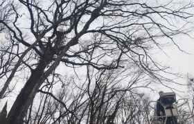 Elagueur Saint-Florent-sur-Cher