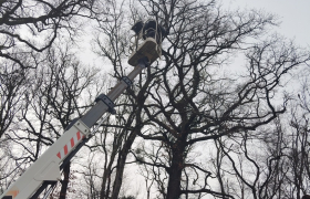 Elagueur Saint-Florent-sur-Cher