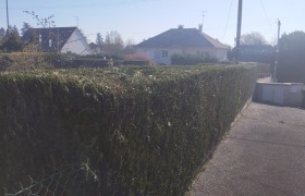 taille d'une haie