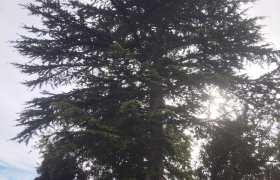 Abattage d'arbre
