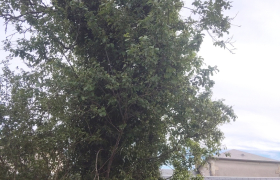 Abattage d'arbre
