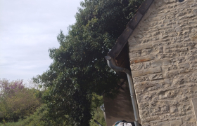 Abattage d'arbre