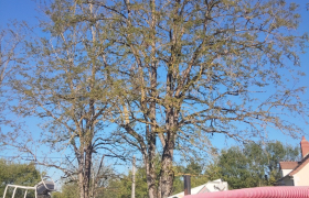 acacia