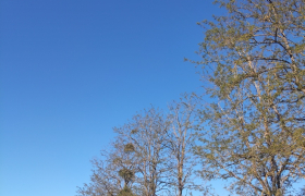 acacia