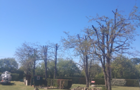 acacia