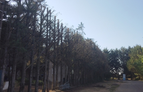 Élagage de 108 sapin réduit de moitié à rians